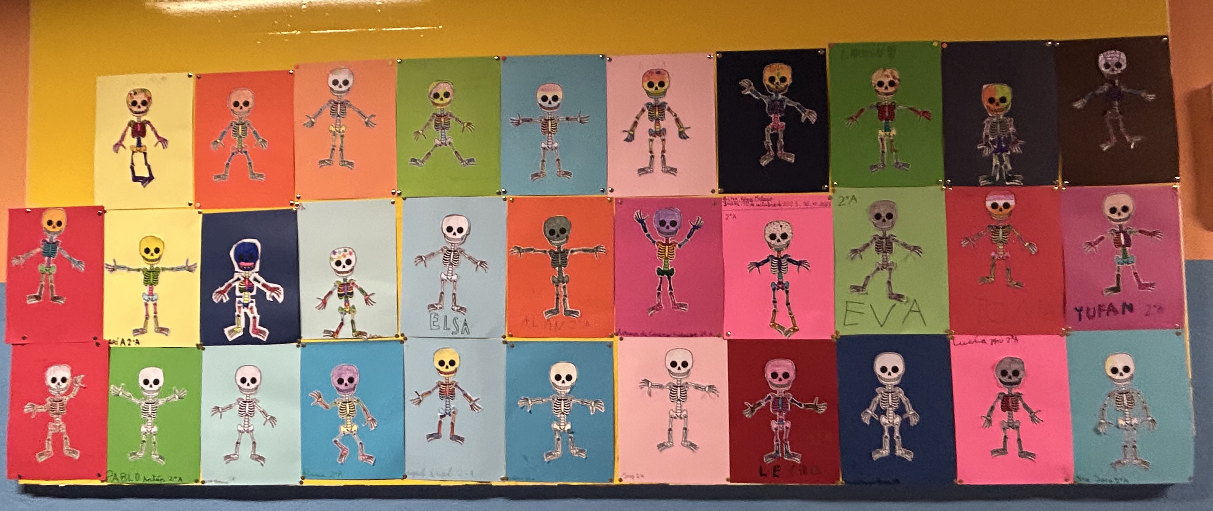 esqueletos 25-26 esqueletos 25-26